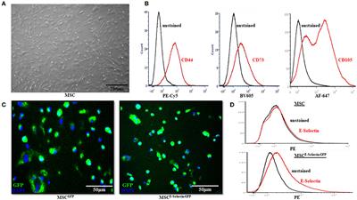 E-Selectin-Overexpressing Mesenchymal Stem Cell Therapy Confers Improved Reperfusion, Repair, and Regeneration in a Murine Critical Limb Ischemia Model